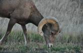 Espécie de cabra montanhesa comum no Badlands National Park, em South Dakota, nos Estados Unidos